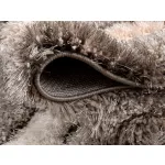 LUXUS SHAGGY SHAGGY tepih, Elvira 0625 bež 120x170cm